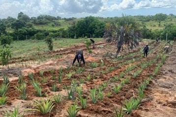 4.000 pés de abacaxi sendo plantados