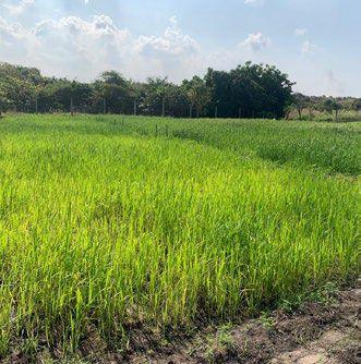 O Nosso Campo de Arroz