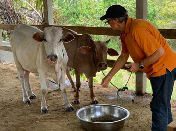 Nossas duas vacas leiteiras