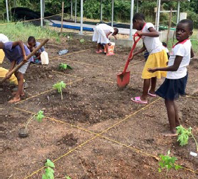 As primeiras plantas são plantadas