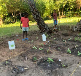 A rega regular é importante