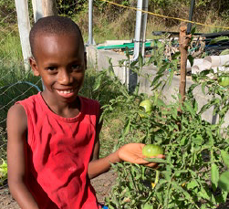 Os primeiros tomates