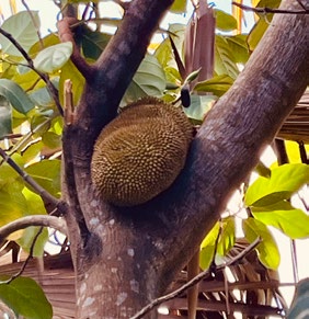 Nuestro primer árbol de pan