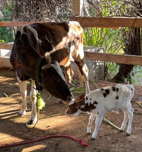 Nuestro ternero recién nacido