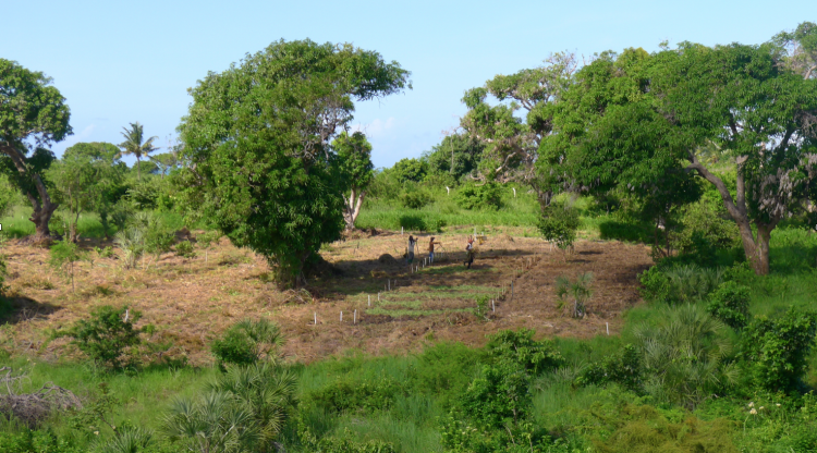 Um primeiro jardim de vegetais está sendo criado.