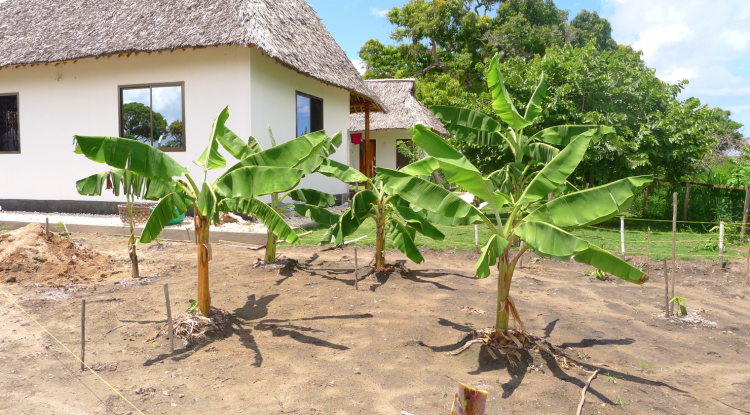 As primeiras bananeiras.