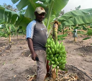 Die Bananenplantage